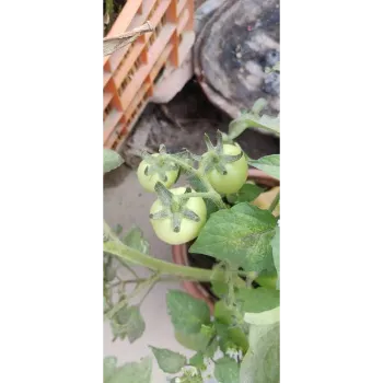 Natural Tomato Plant